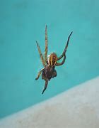 Image result for Huntsman Spider South Africa