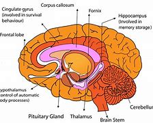 Image result for Brain Map Class XI
