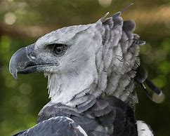 Image result for How Big Is an American Harpy Eagle