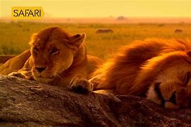 Image result for Disney Animal Kingdom The Lion King