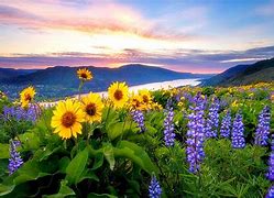 Image result for Spring Flowers Screensavers Wallpaper