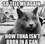 Image result for Funny Cat Memes Clean 2019