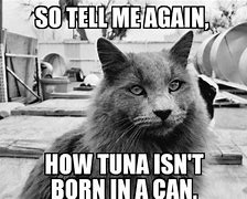 Image result for Sushi Cat Meme