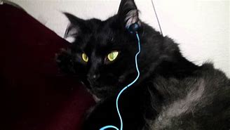 Image result for Cat Listening to Music