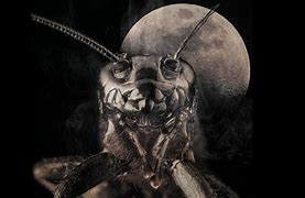 Image result for Moon Cricket Bug