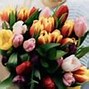 Image result for Tulips Holland Netherlands