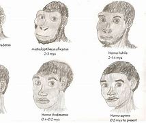 Image result for Human Evolution Faces