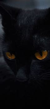 Image result for Black Cat iPhone Wallpaper