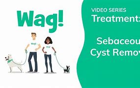 Image result for Sebaceous Cyst Removal On Dogs