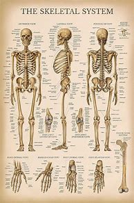 Image result for Vintage Anatomy Illustrations Skeletal