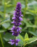 Image result for Agastache foeniculum