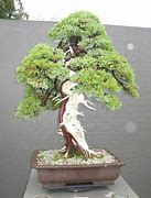 Image result for Indoor Bonsai Spruce and Juniper Zen Moss Garden
