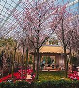 Image result for Sakura Flower in Singapore