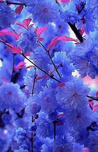Image result for Beautiful Flowers iPhone Wallpaper