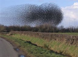 Image result for Starling Swarm