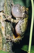 Image result for Gray Tree Frog