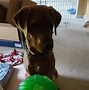 Image result for Dog Treat Chew Toys
