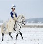 Image result for Winter Horse Pictures