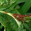 Image result for Red Bugs On Plants Outdoors