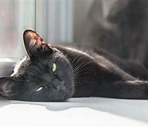 Image result for Cat Hepatitis