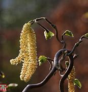 Image result for Corylus avellana Twister