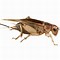 Image result for Cricket Insect Logo