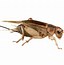 Image result for Cricket Bug in a Suit