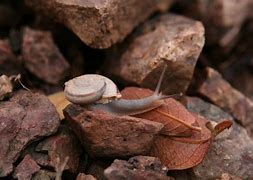Image result for Snail Vine Arizona
