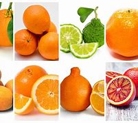 Image result for Orange Fruit Variety