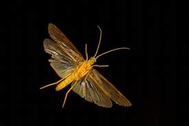 Image result for Night Insects