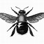 Image result for Bumblebee Black and White