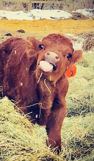 Image result for Funny Cows Animals