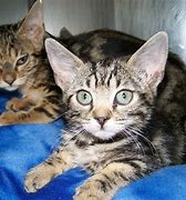 Image result for Free Bengal Kittens