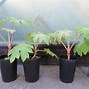 Image result for Tetrapanax papyrifera Rex