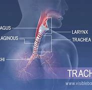 Image result for Esophagus and Airway Anatomy