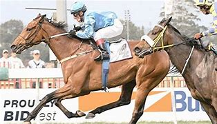 Image result for SA Horse Racing Gallery