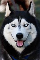 Image result for Rare Huskies