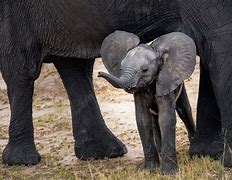 Image result for Adorable Baby Elephants