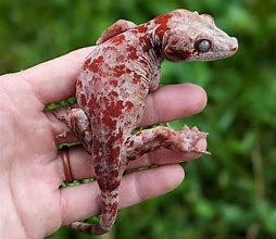 Image result for Gargoyle Gecko Toy