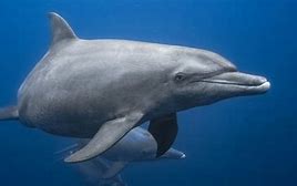 Image result for Pacific Ocean Dolphin