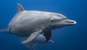 Image result for Indian Dolphin