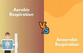 Image result for What Is the Difference Between Aerobic and Anaerobic Respiration