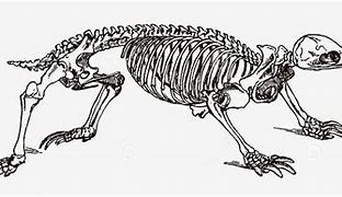 Image result for Echidna Skeleton