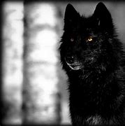 Image result for Black Wolves Wallpaper