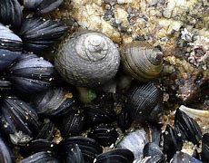 Image result for Coquillage Bretagne