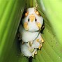 Image result for Honduran White Bat Cute