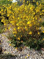 Image result for calceolaria