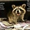 Image result for Raccoon Face Meme