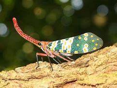Image result for Rarest Bug in the World