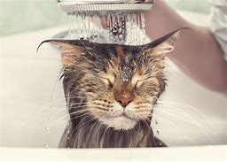 Image result for Giving a Cat a Bath